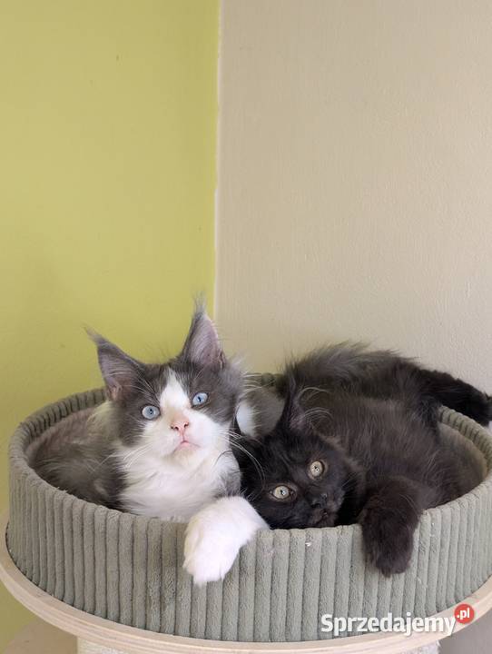 Da Vinci kocurek Maine Coon Tica Zapraszamy Pszczyna