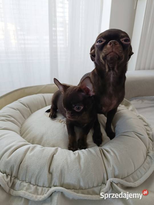 Chihuahau czekoladowy mazowieckie