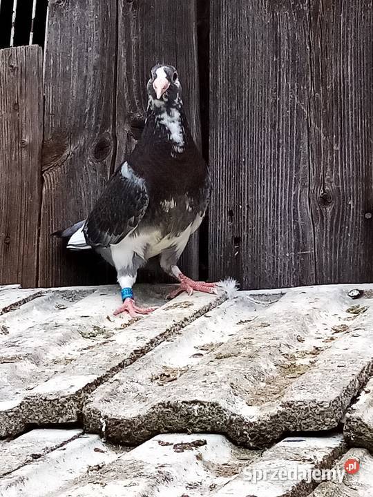 Mulemansy sprzedam parę młodych małopolskie Zakliczyn