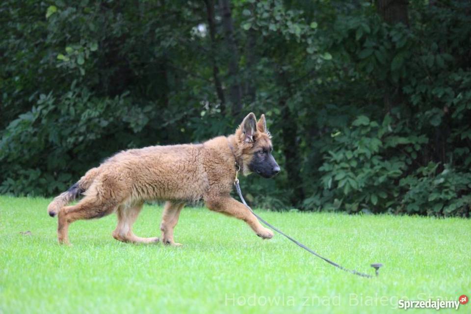 Owczarek Niemiecki krótkowłosy wielkopolskie Konin