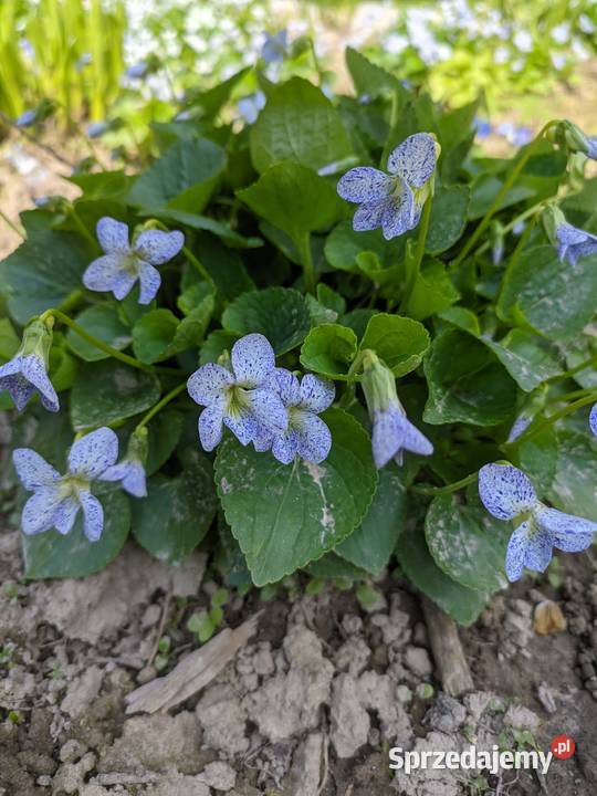 Fiołek Motylkowy Freckles Liściaste Lublin