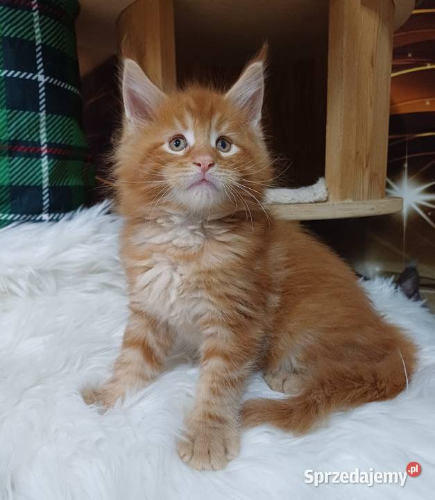 Maine Coon kocurek Rodowód fpl