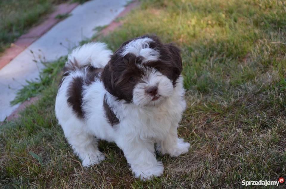 HAWAŃCZYK suczka Otelia w oryginalnym kolorze wielkopolskie Ostrzeszów