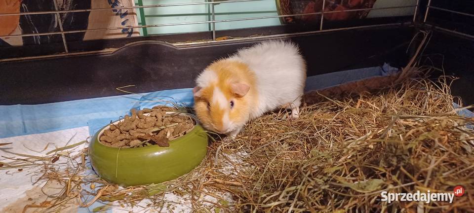 Świnki morskie rasy TEDDY dwa samczyki jeden z Poznań