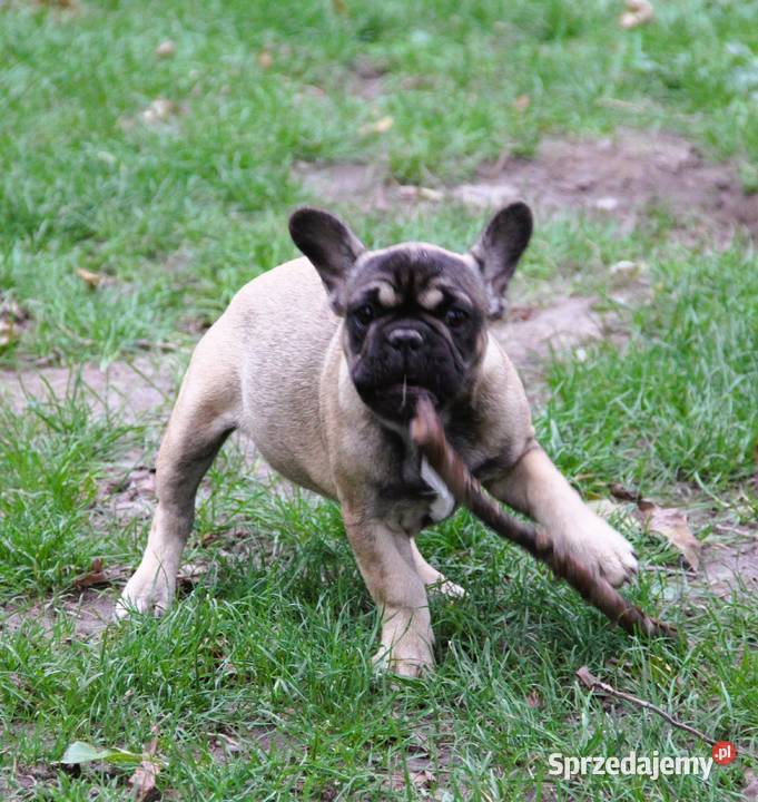 Buldog Francuski maluchy z genem Fluffy Kędzierzyn-Koźle