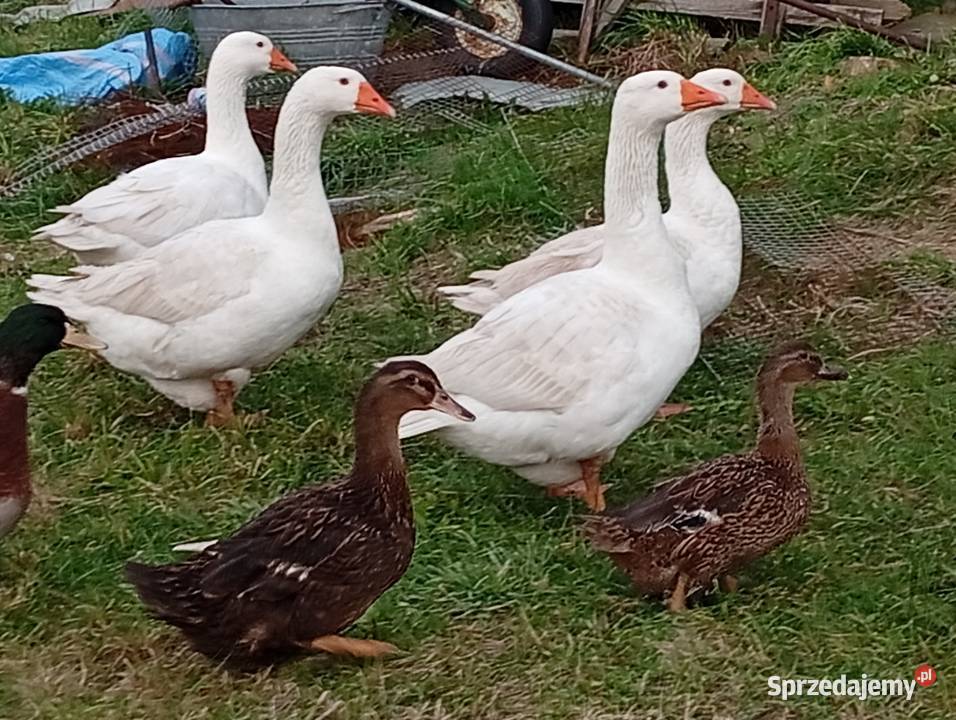 Kaczki staropolskie lubuskie Lubiszyn