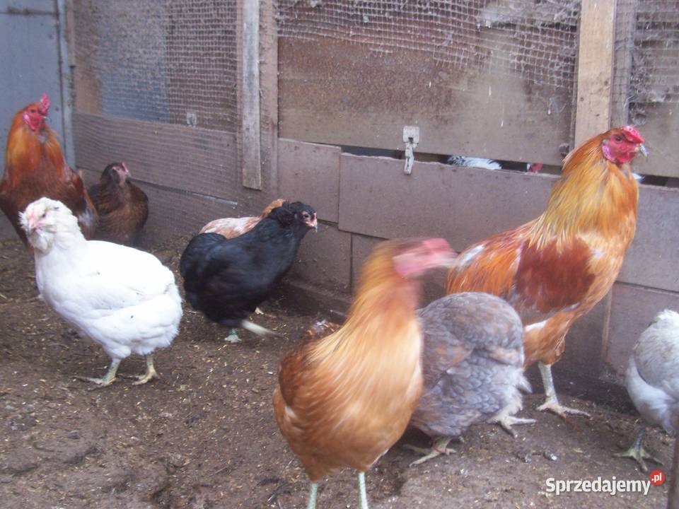 jajka lęgowe rasy araucana i inne Nieborów