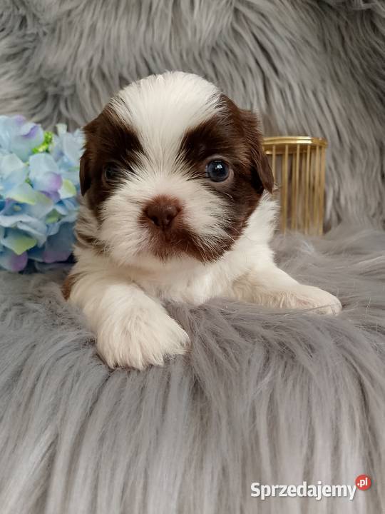 Piekny piesek rasy ShihTzu Namysłów sprzedam