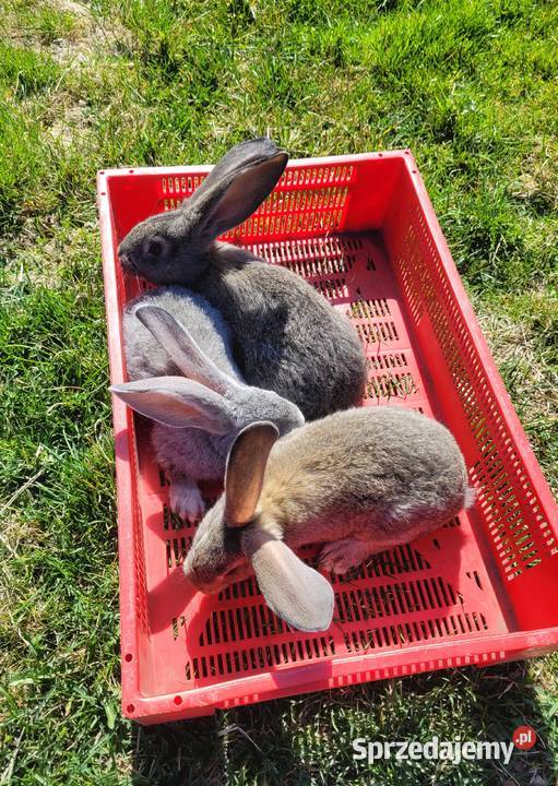 Króliki młode olbrzym belgijski Topólka