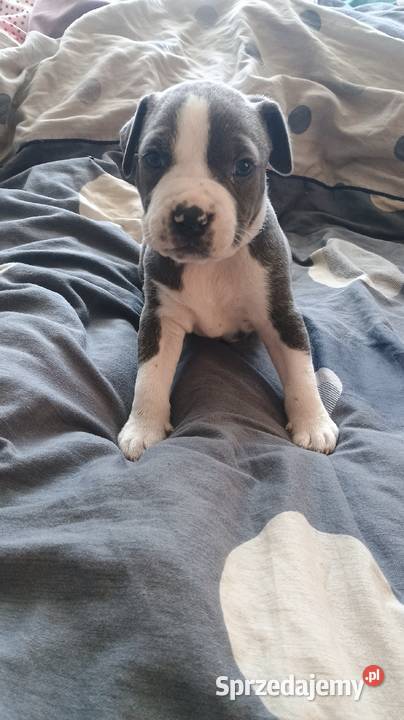Amstaff Chłopaki Szczeniąta Amstaff