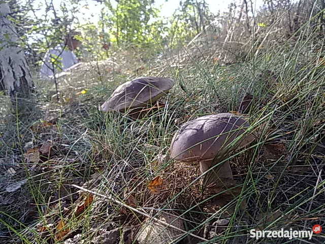 Domek z działką Bugiem Sobibór wieś Dubnik