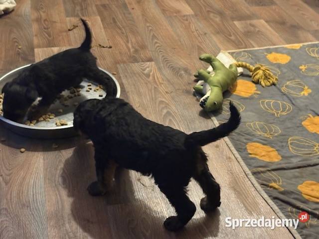 Airedale terrier szczenięta ZKwP FCI Nadarzyn sprzedam