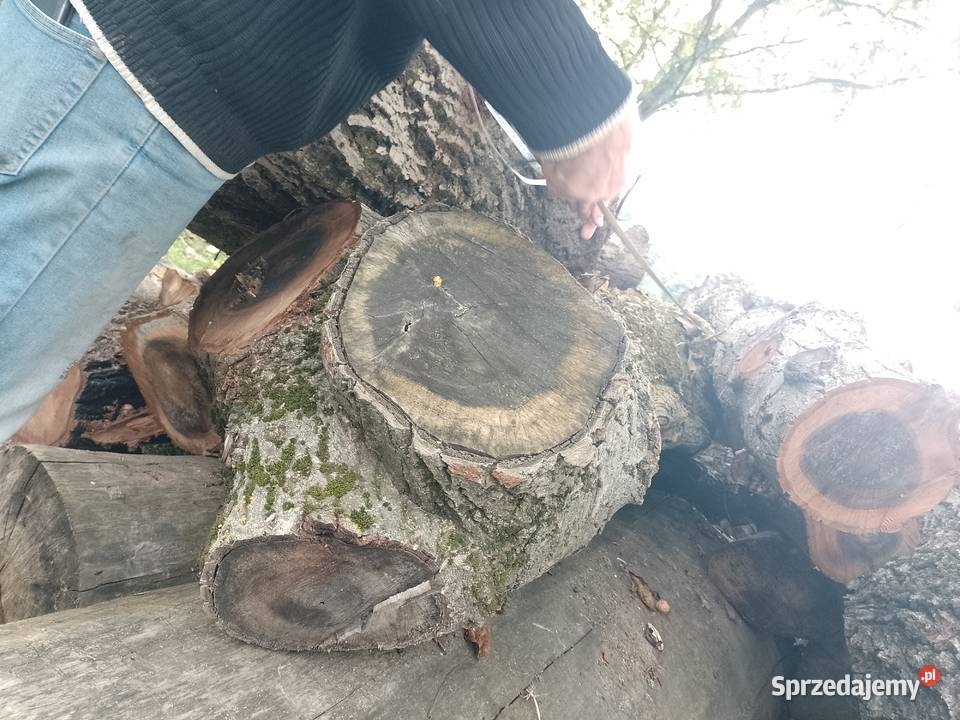 Sprzedam kłody orzecha likwidacji sadu Uchanie