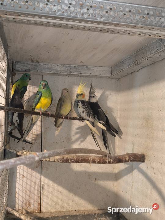 Świergoty papugi tegoroczne Sędziszów Małopolski