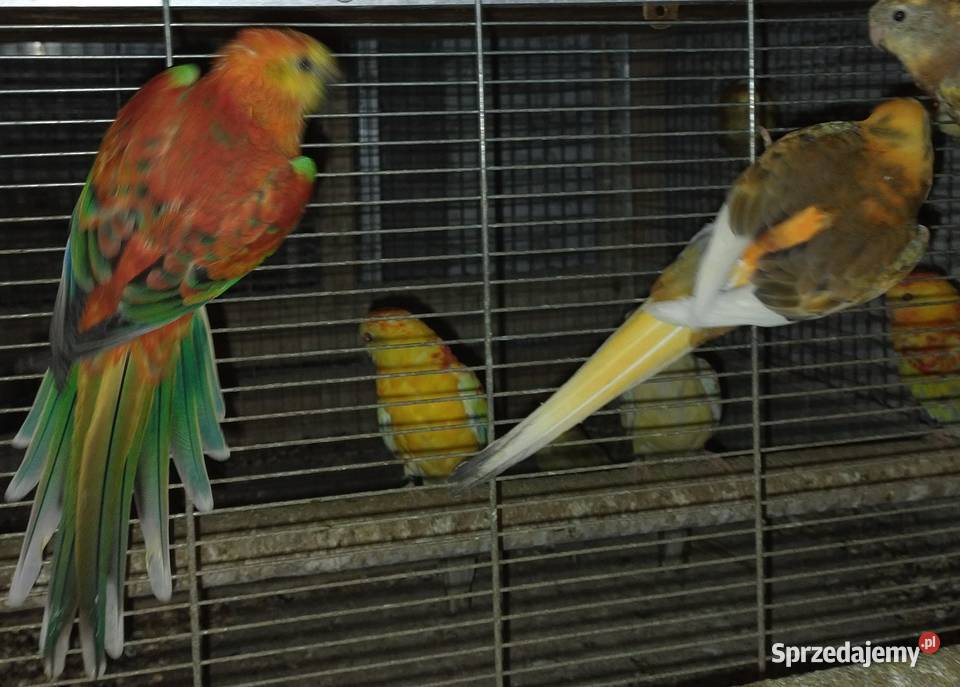 Papugi swiergoty Ptaki śląskie Wodzisław Śląski sprzedam