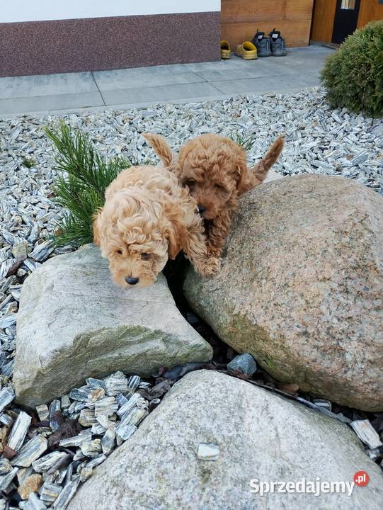 Cudowne Pudle Toy Red sprzedam