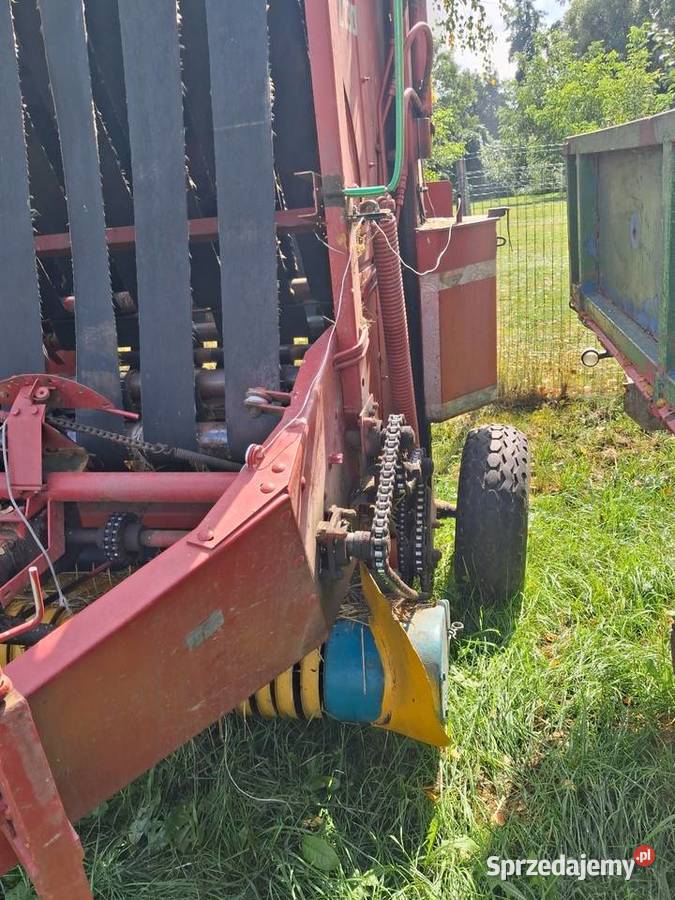 Sprzedam prase z 230 Gliwice