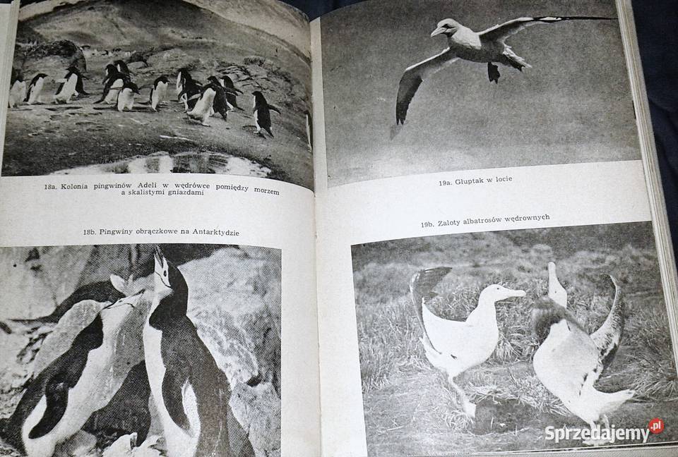 Drugi żywioł Richard Carrington Pozostałe lubelskie