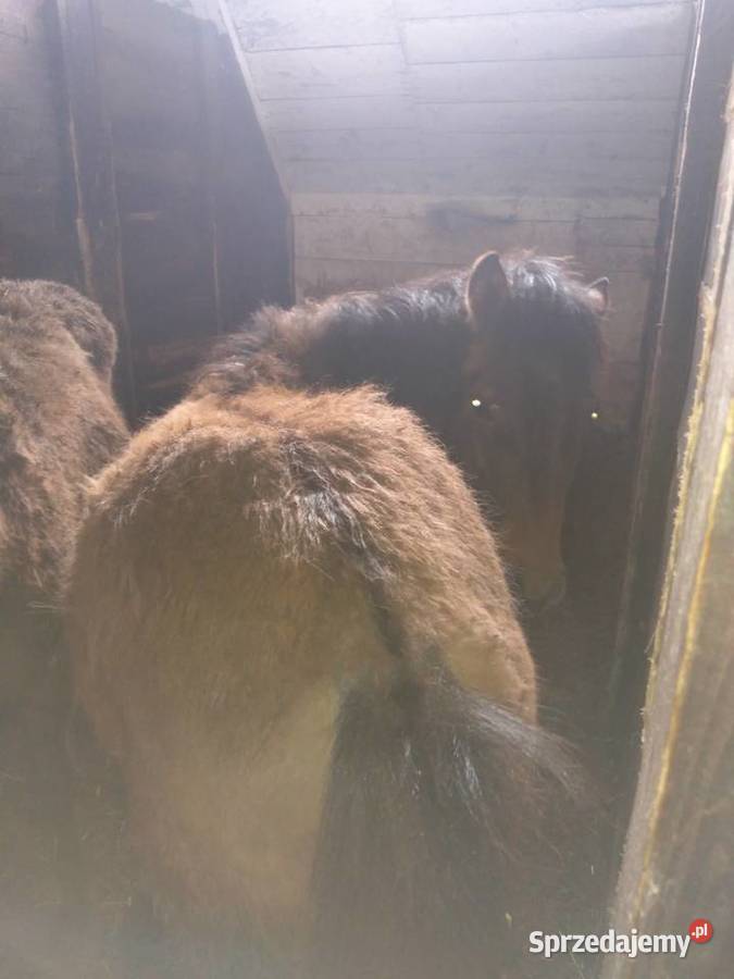 Źrebaki sprzedam ogierki Sękowa