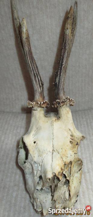 Rogi jelonka z czaszką dolnośląskie Jelenia Góra sprzedam
