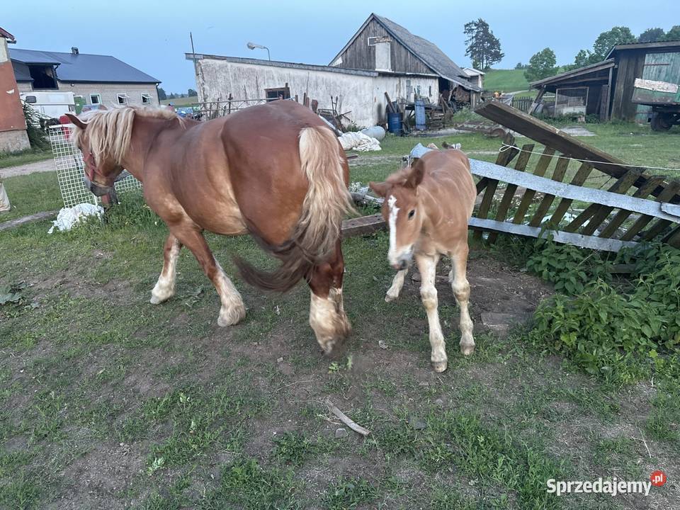 Sprzedam klacz zrebna ze zrebakiem Grodziszczany sprzedam