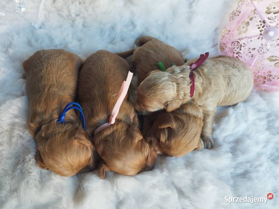 Cavapoo f1b Kraków