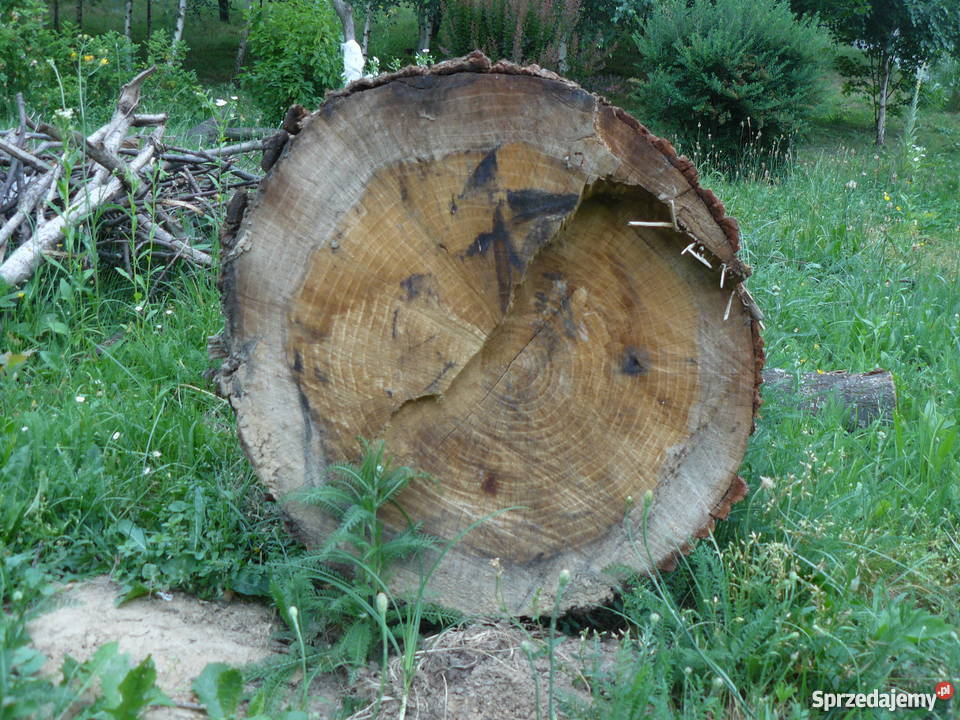 Sprzedam dęba w klocu podkarpackie