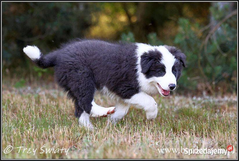 szczeniaki Border Collie psy suczki rodowód ZKwP wielkopolskie Poznań sprzedam