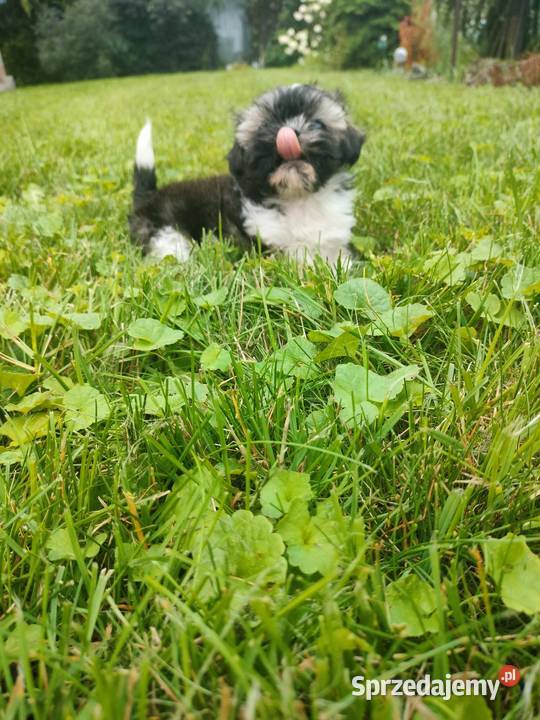 Suczka shih tzu gotowa do zamiany domu Shih Tzu Łążyn sprzedam