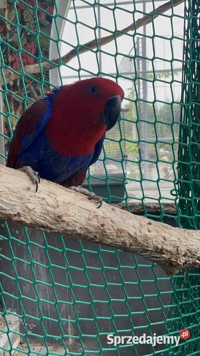 PAPUGA Lora wielka samiczka 6 lat