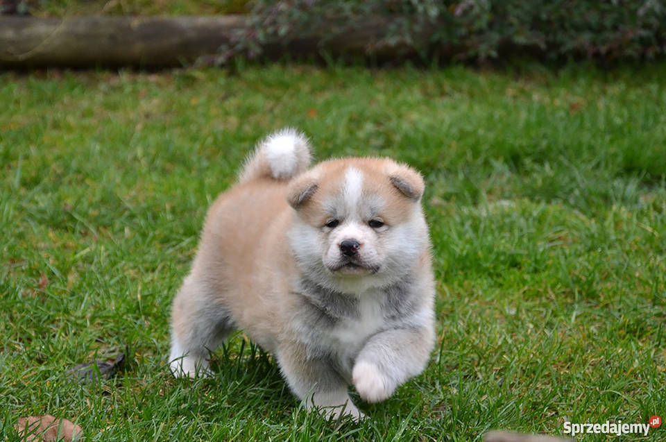 Akita Inu Szczeniaki białe i czerwone dolnośląskie Trzebnica
