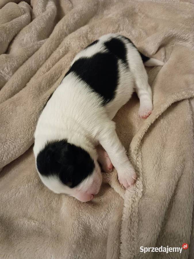 Border collie suczka czarno biała Kaszyce Milickie