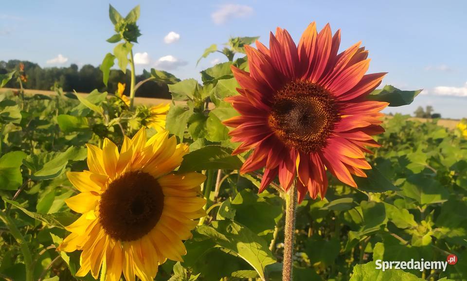 Słonecznik ozdobny nasiona paszport faktura Lublin sprzedam