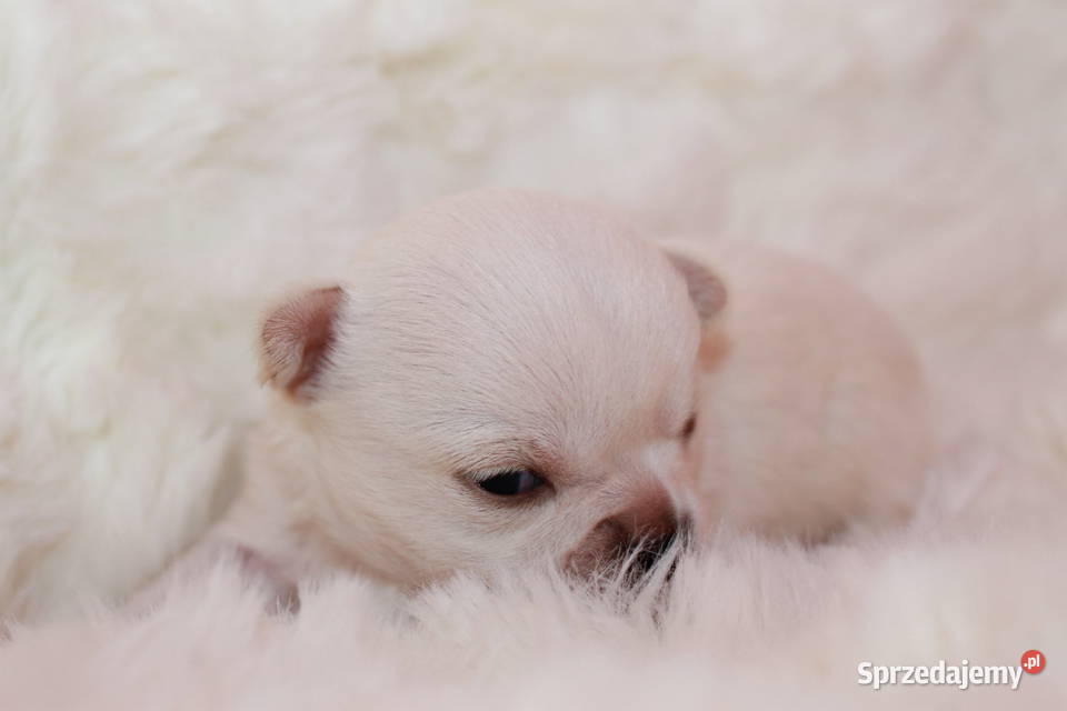 Chihuahua długowłosy chłopiec ZKwP FCI z Świnoujście