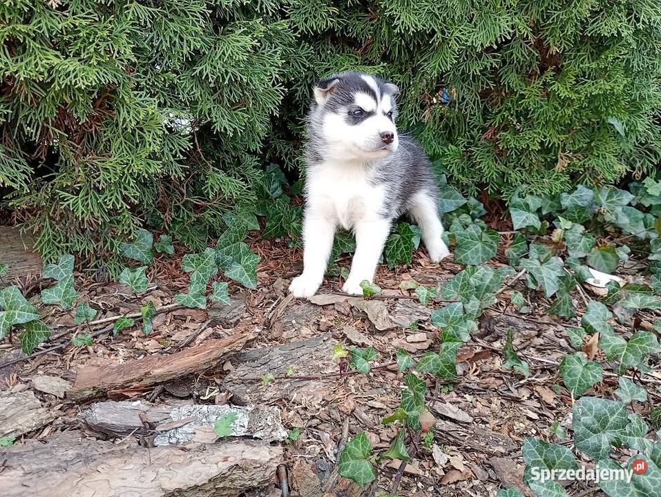 Siberian husky boy Racibórz