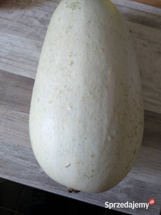 Cukinia Libańska zimowa do przechowywania małopolskie Kraków