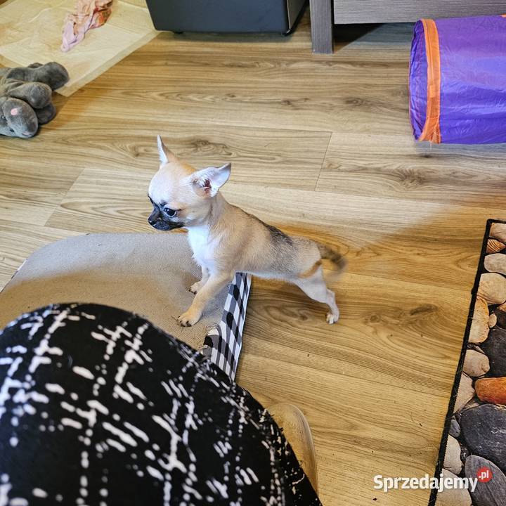Chihuahua maleńka XXXXS Dziewczynka Idealnej Kołobrzeg