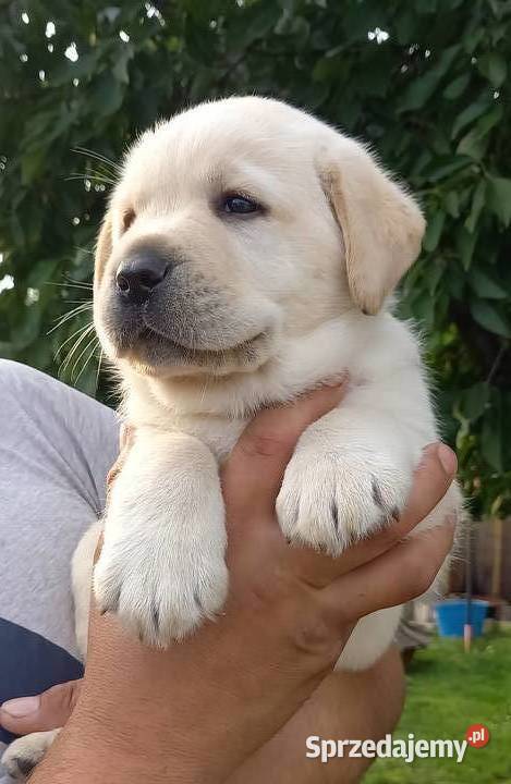 Szczeniaki Labrador retriever ZKwP Daleszyce