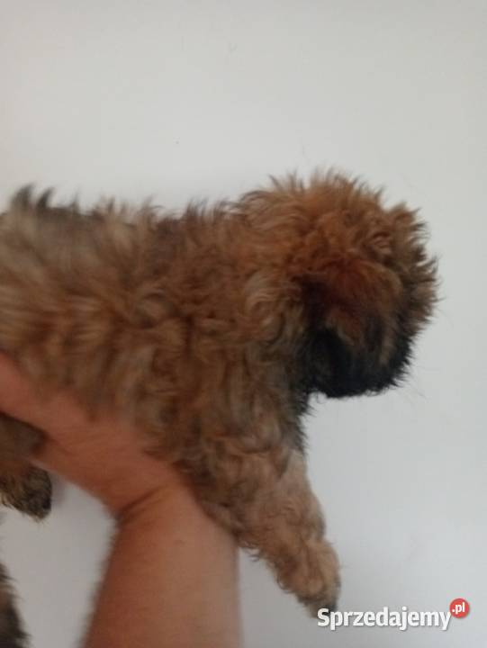 Shih tzu piękny chłopczyk tricolor Gruszczyn