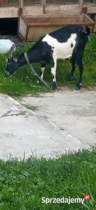 Sprzedam koze Pilzno
