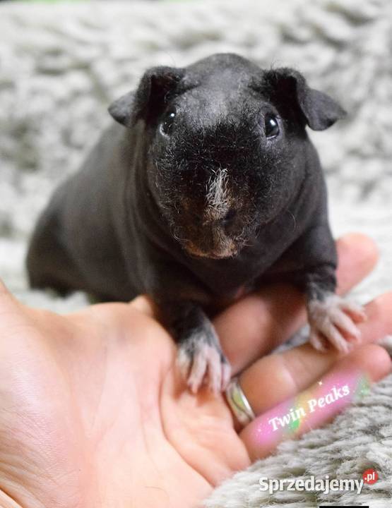 Świnka morska świnka skinny Rodowód Hodowla