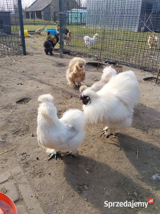 Jaja lęgowe Silka mix kolorów Drób i ptactwo Tarnobrzeg