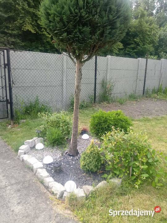Sprzedam ogródek Ziemia Bytomska Ruda Śląska