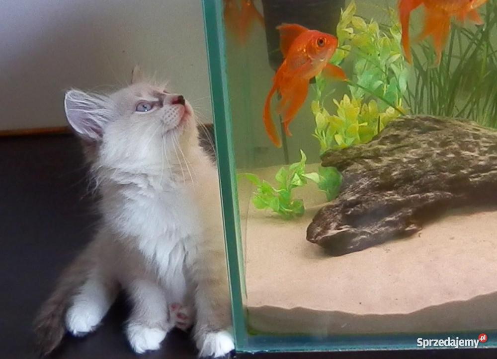 kocięta z Hodowli Sonata Księżycowa Brodnica