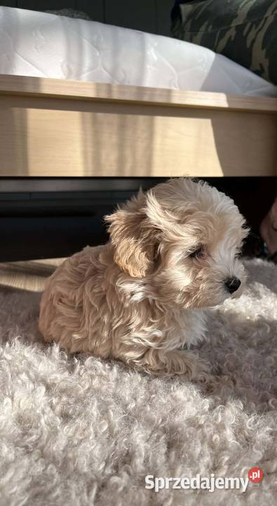 Maltipoo 10tyggotowe do nowego domuinteligencja Łowicz
