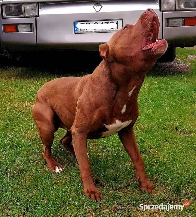 American Pit Bull Terrier Reproduktor Piotrków Trybunalski