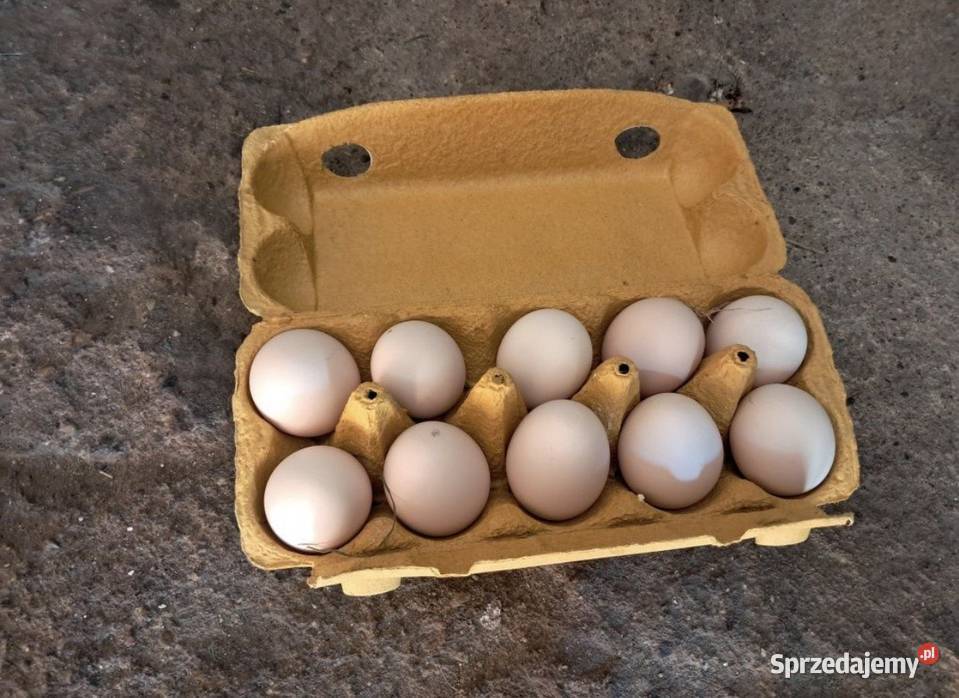 Jajka wiejskie jajka wielkopolskie Kościan sprzedam