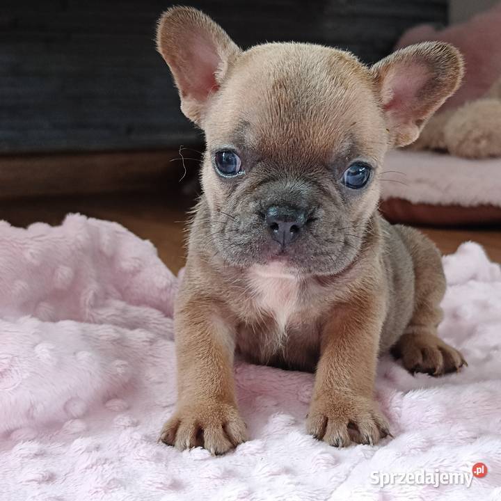 Buldogi francuskie silver merle blue fawn Szczecinek