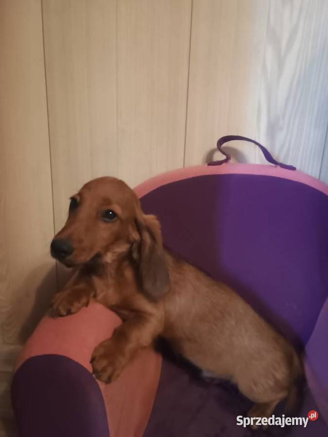 Jamnik długowłosy miniaturowy piesek Jamnik kujawsko-pomorskie Radziejów