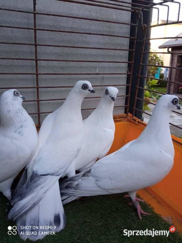 Wysyłka 40 Winerki Winerek Samiec Samica Para Przeworsk sprzedam